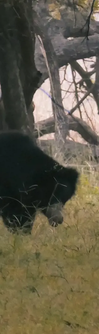 Balu – Der indische Lippenbär